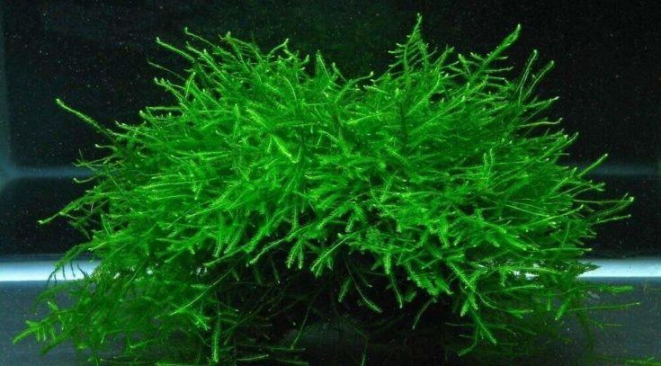 15 Aquarium Carpet Crops – For Learners & Skilled Aquarists