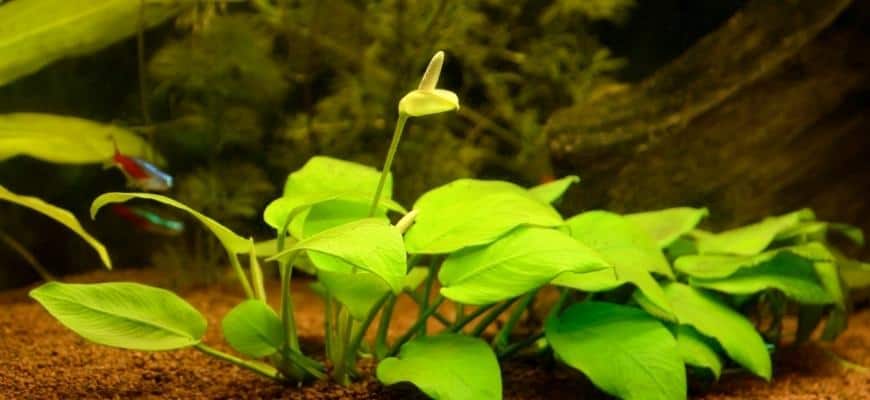 Anubias Flower – Info To Flowering Underwater