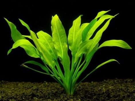 15 Modern Fast Rising Aquarium Crops For Your Tank